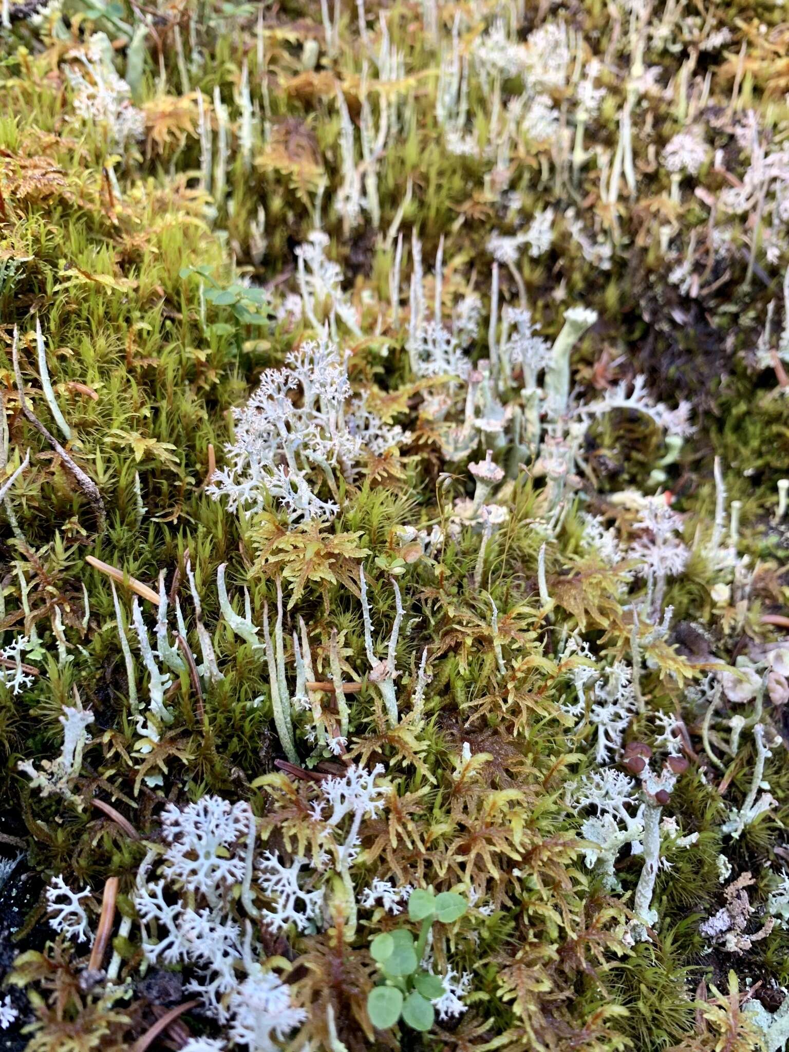 Plancia ëd Cladonia gracilis (L.) Willd.