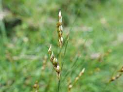 Image of Juncus imbricatus Laharpe