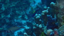 Image of Blacklobe wrasse