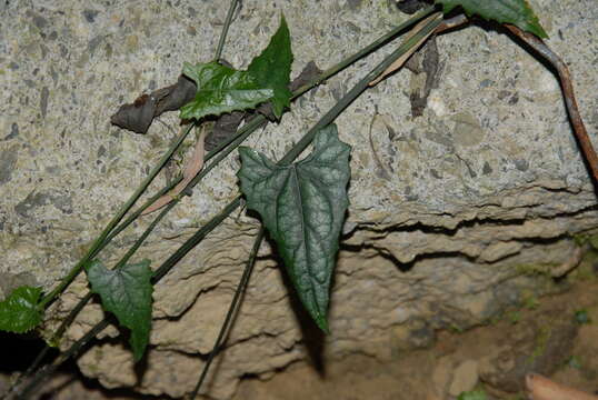 Image of Trichosanthes homophylla Hayata