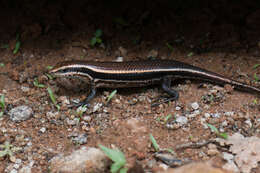 Imagem de Eutropis greeri Batuwita 2016