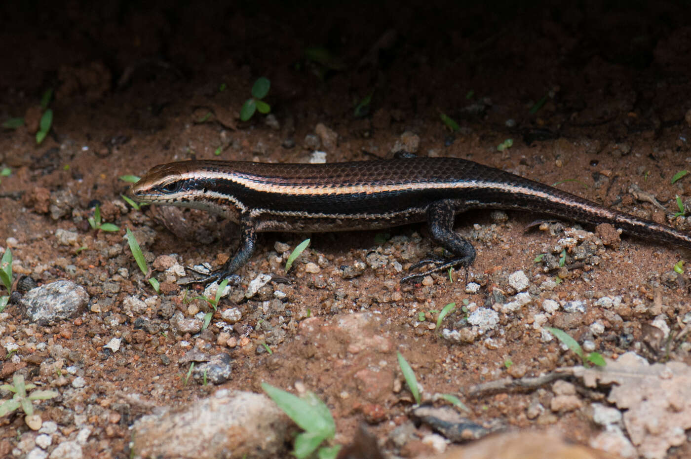 Image of Eutropis greeri Batuwita 2016