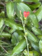 Image of Hibiscus barbosae Exell