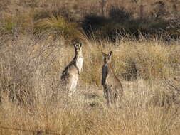 Image of kangaroo