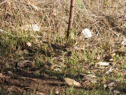 Image of Speckled Warbler