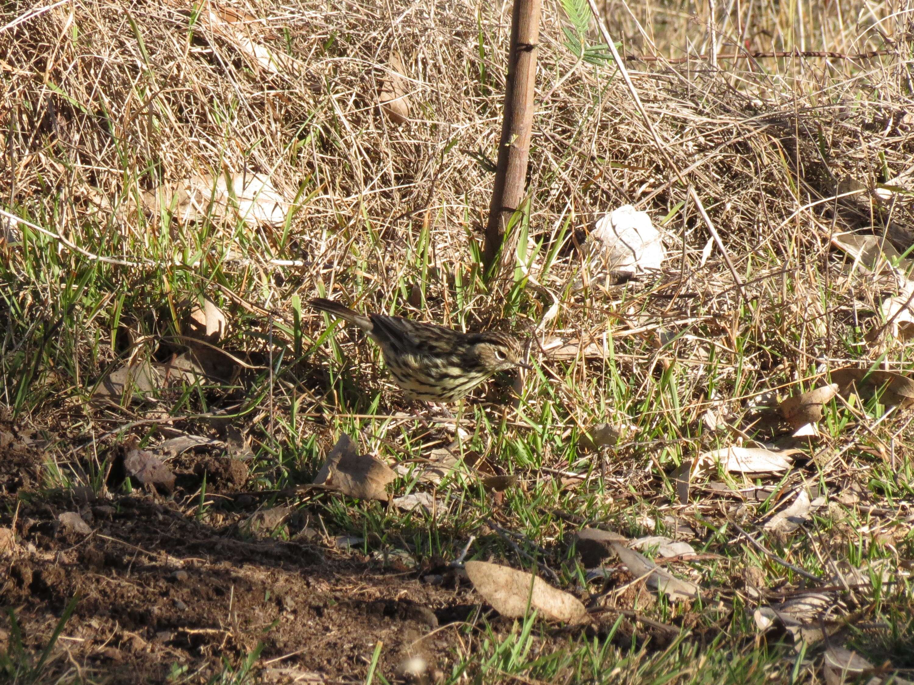 Image of Speckled Warbler