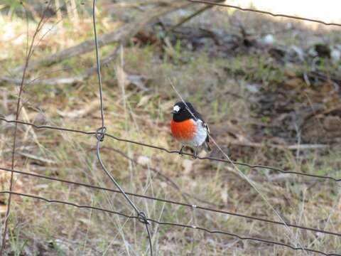 Image of Scarlet Robin