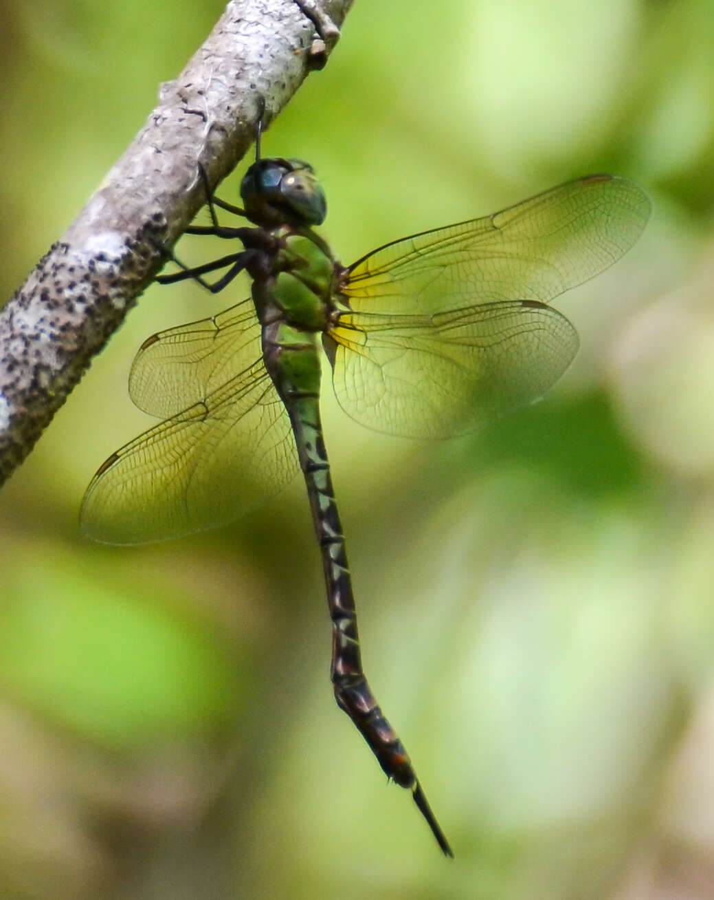 Image of Blue-faced Darner