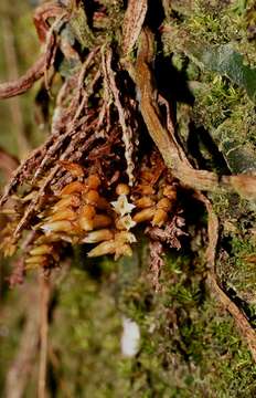 Image of leafless bentspur orchid