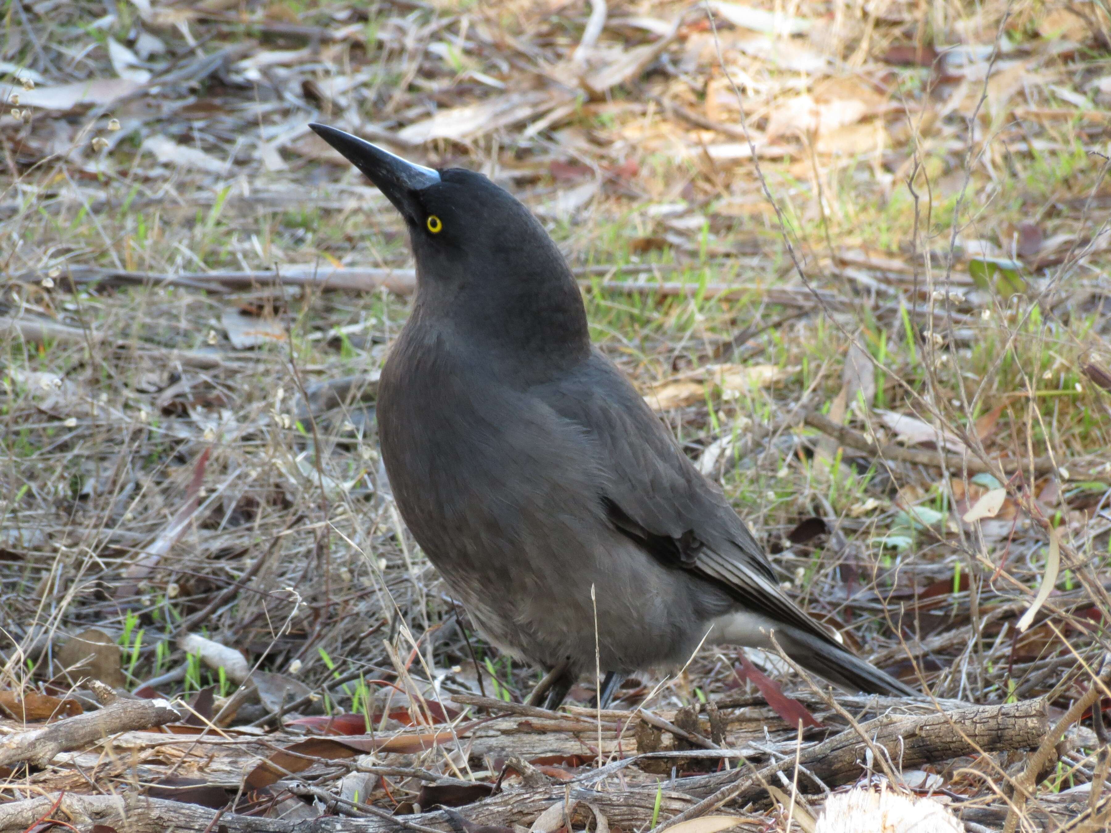 Image of Grey Currawong