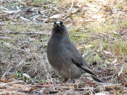 Image of Grey Currawong