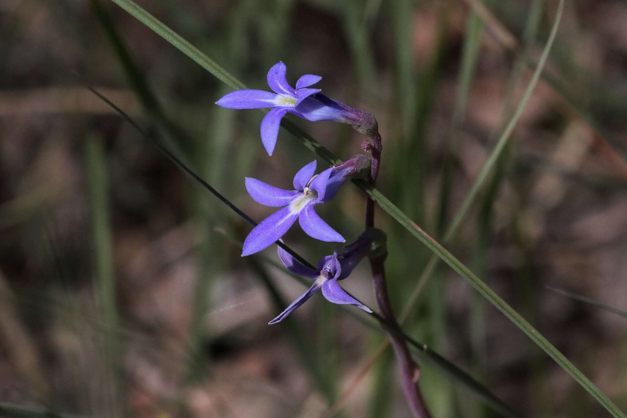 Image of Lobelia gibbosa Labill.