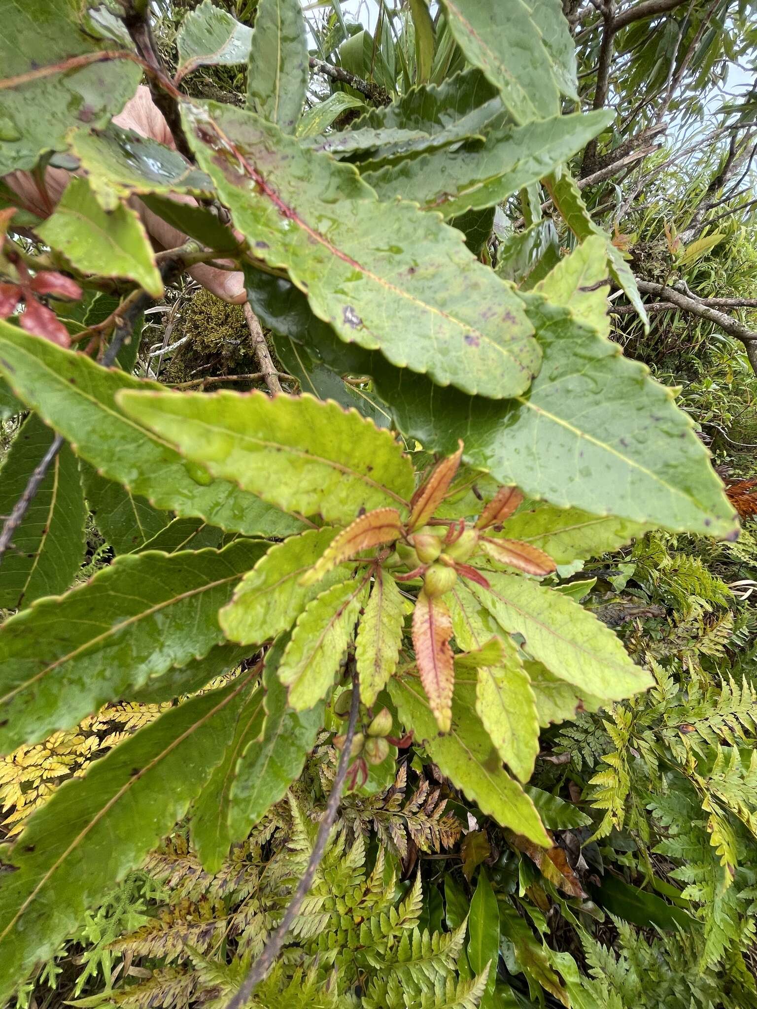 Слика од Pterophylla samoensis (A. Gray) Pillon & H. C. Hopkins