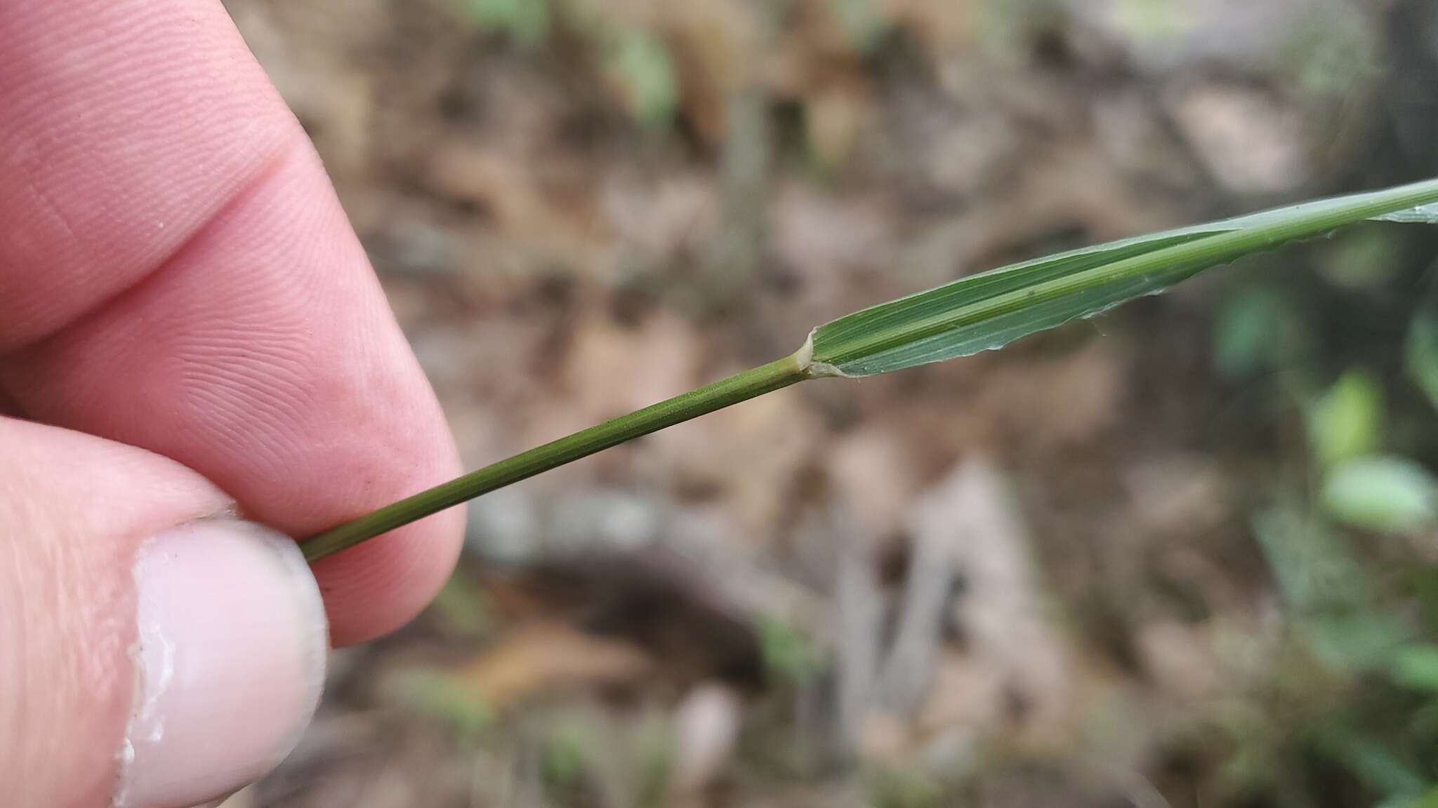 Image of Clustered Fescue