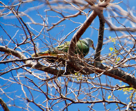 Image of Mariana Fruit Dove