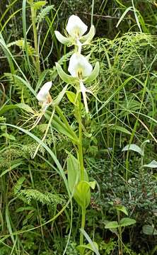 Image of Habenaria intermedia D. Don