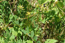 Image of licorice milkvetch