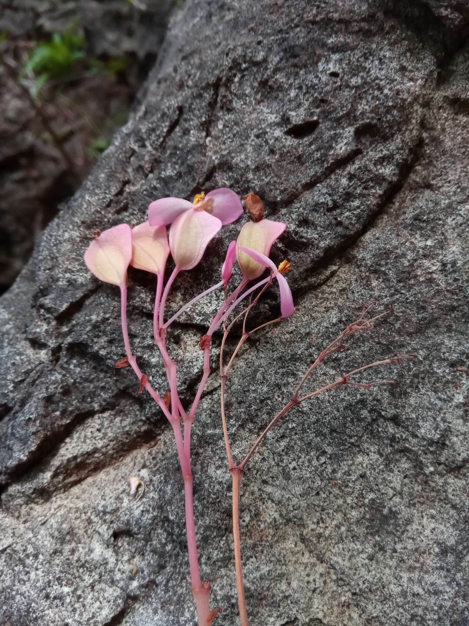 Image of Begonia goudotii A. DC.