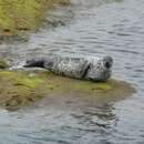 Imagem de Phoca vitulina vitulina Linnaeus 1758