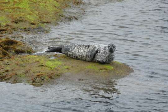 Image of Phoca vitulina vitulina Linnaeus 1758