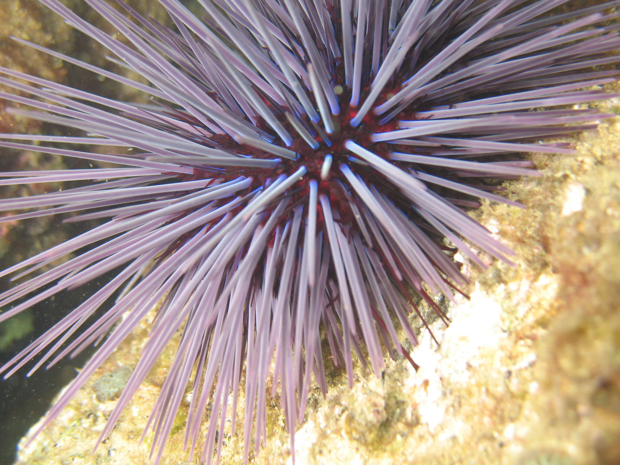 Image of Centrostephanus tenuispinus H. L. Clark 1914