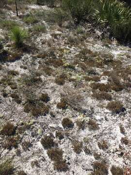 Selaginella arenicola Underw. resmi