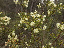 Image of early wattle