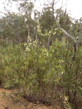 Image of early wattle