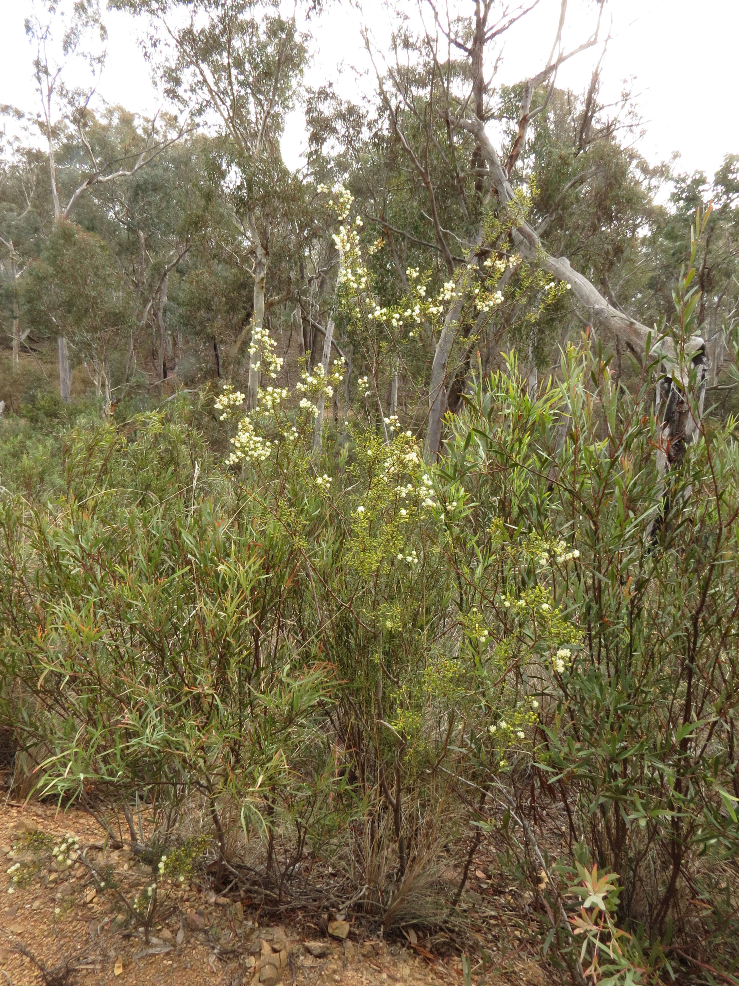 Image of early wattle