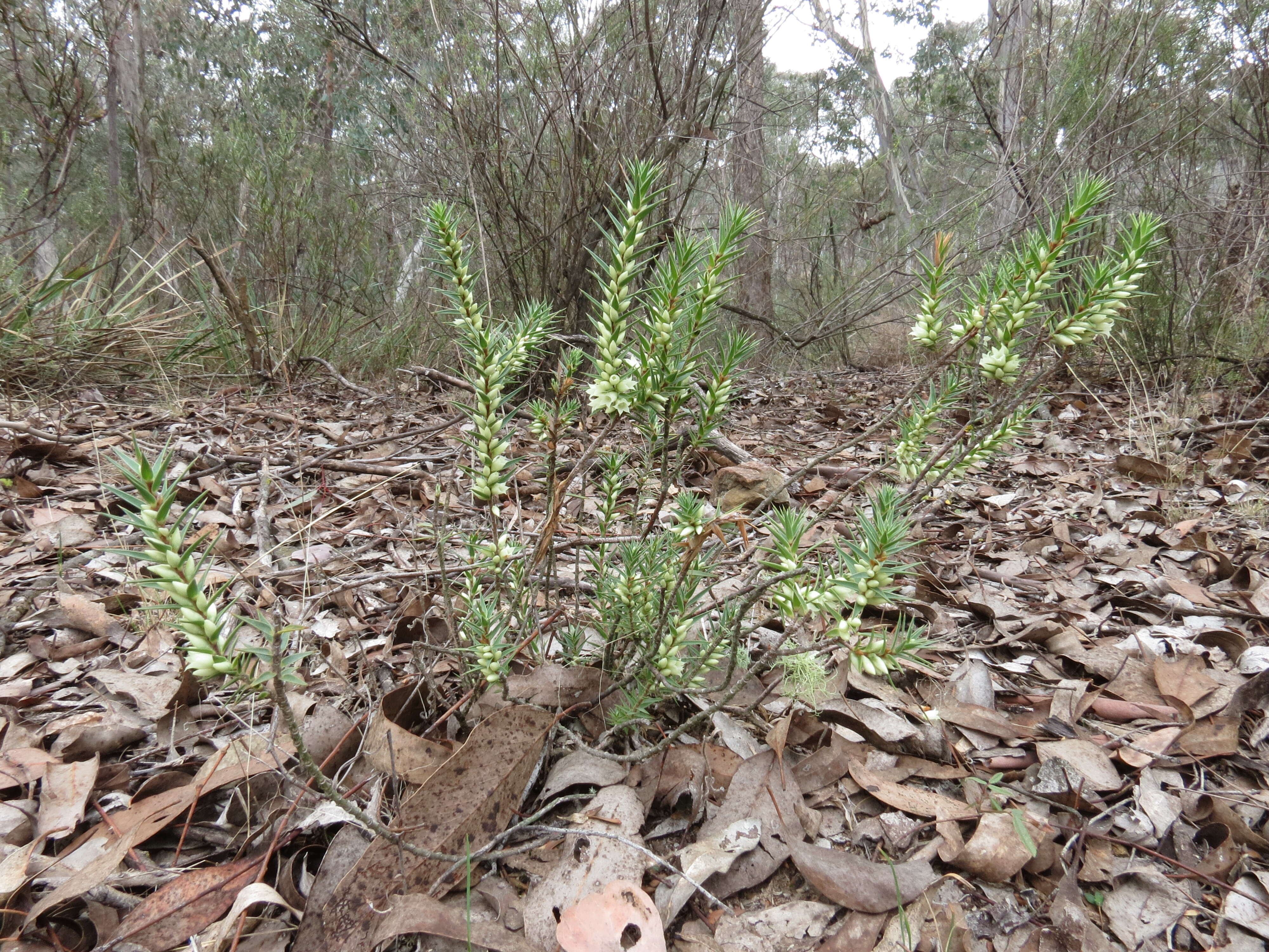 Image of Melichrus urceolatus R. Br.