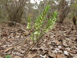 Image of Melichrus urceolatus R. Br.