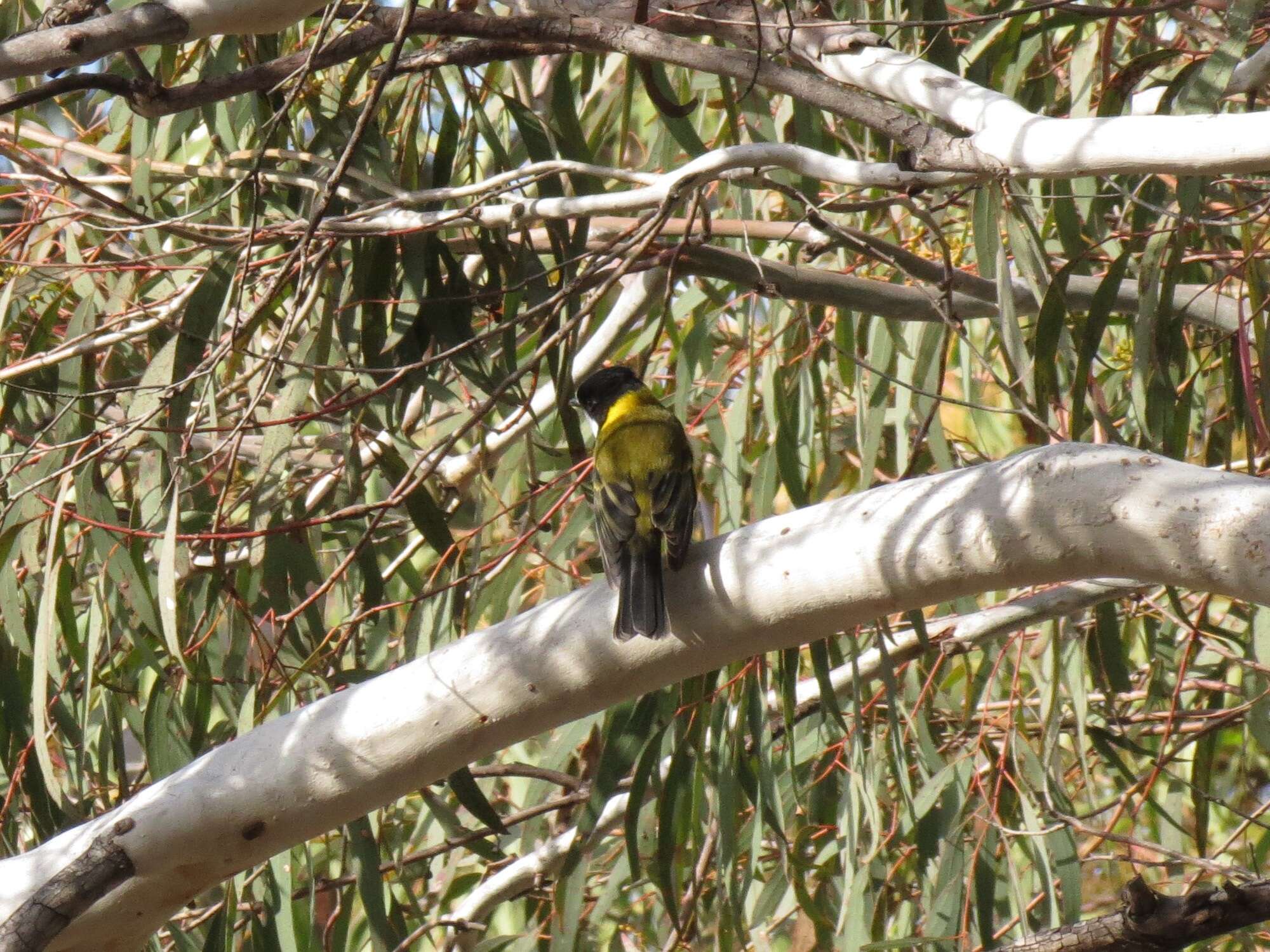 Image of Australian Golden Whistler