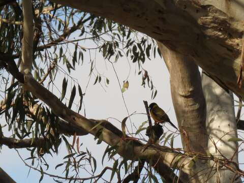 Image of Australian Golden Whistler