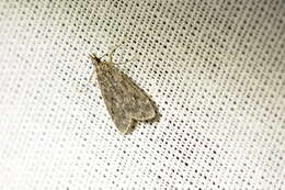 Eudonia truncicolella Stainton 1849的圖片