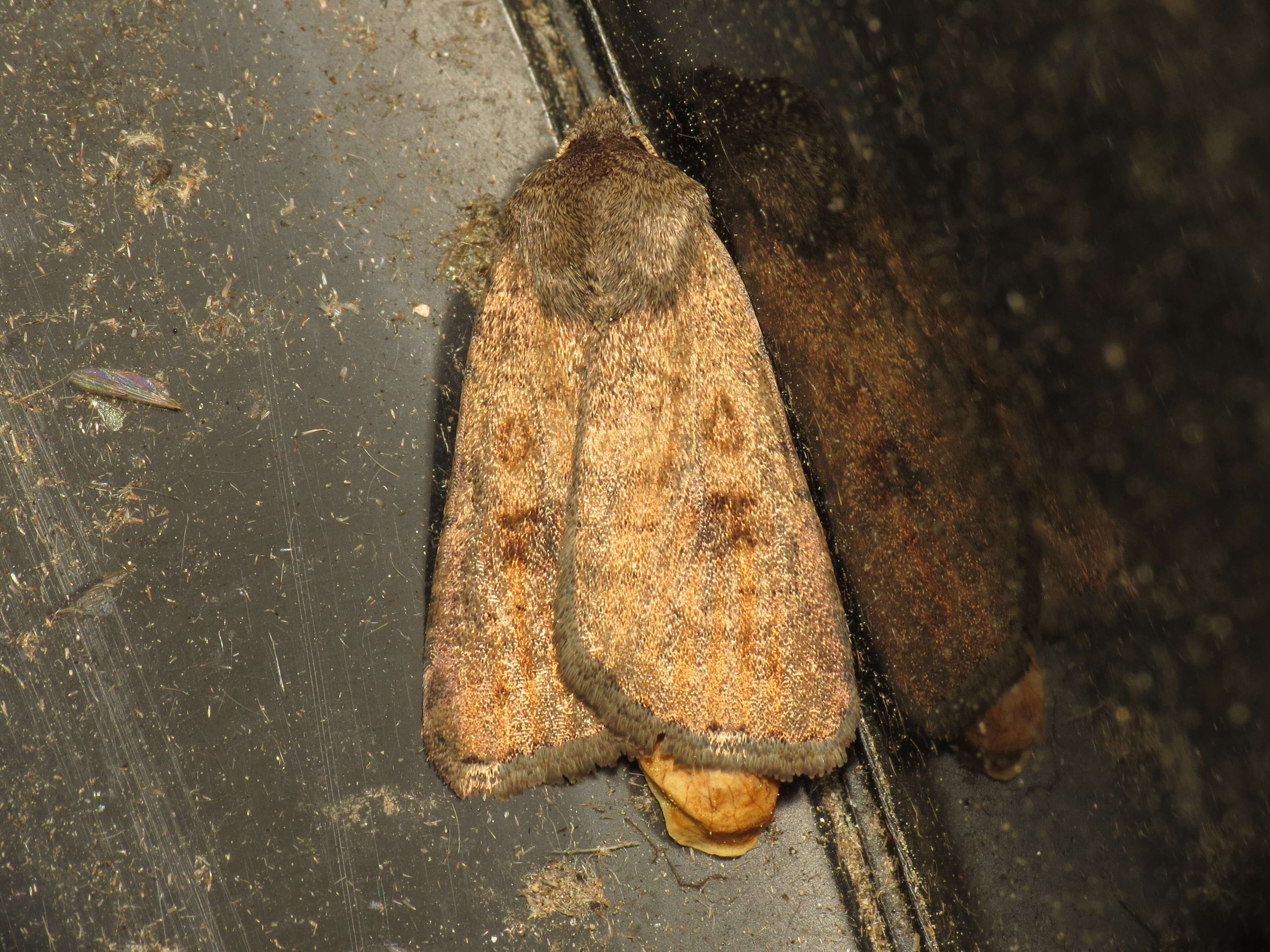 Image of The Mottled Rustic, Brungult Lövfly