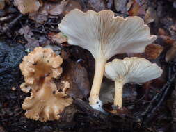 Image of Clitocybe costata Kühner & Romagn. 1954