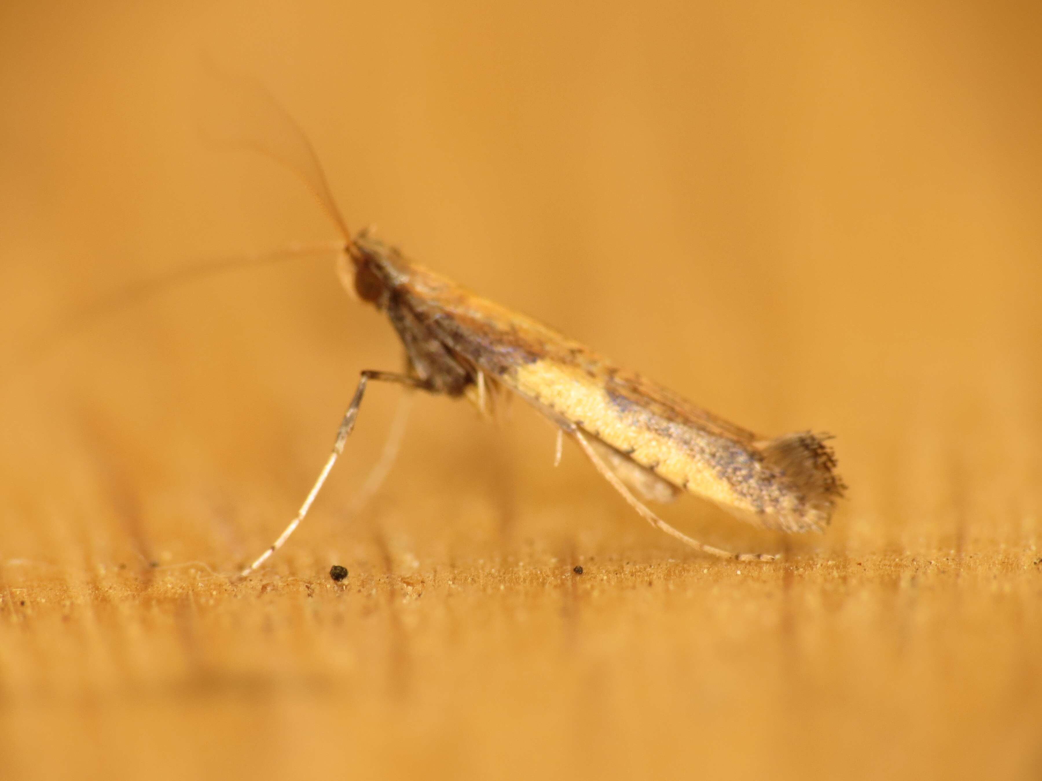 Image of Azalea leafminer