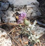 Plancia ëd Centris caesalpiniae Cockerell 1897