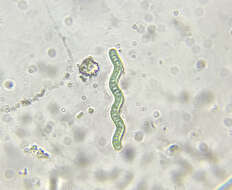 Image of Arthrospira jenneri