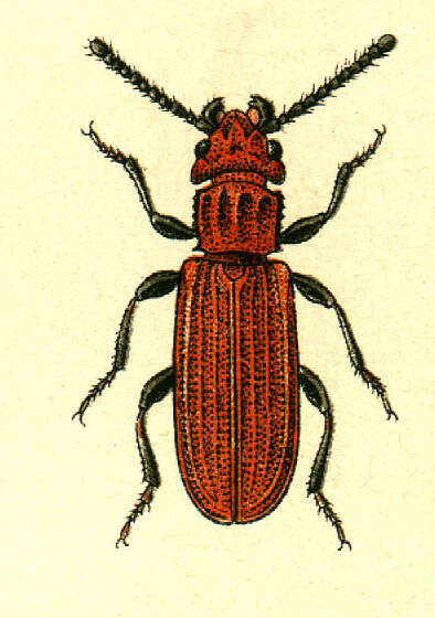 Image of Cucujus cinnaberinus