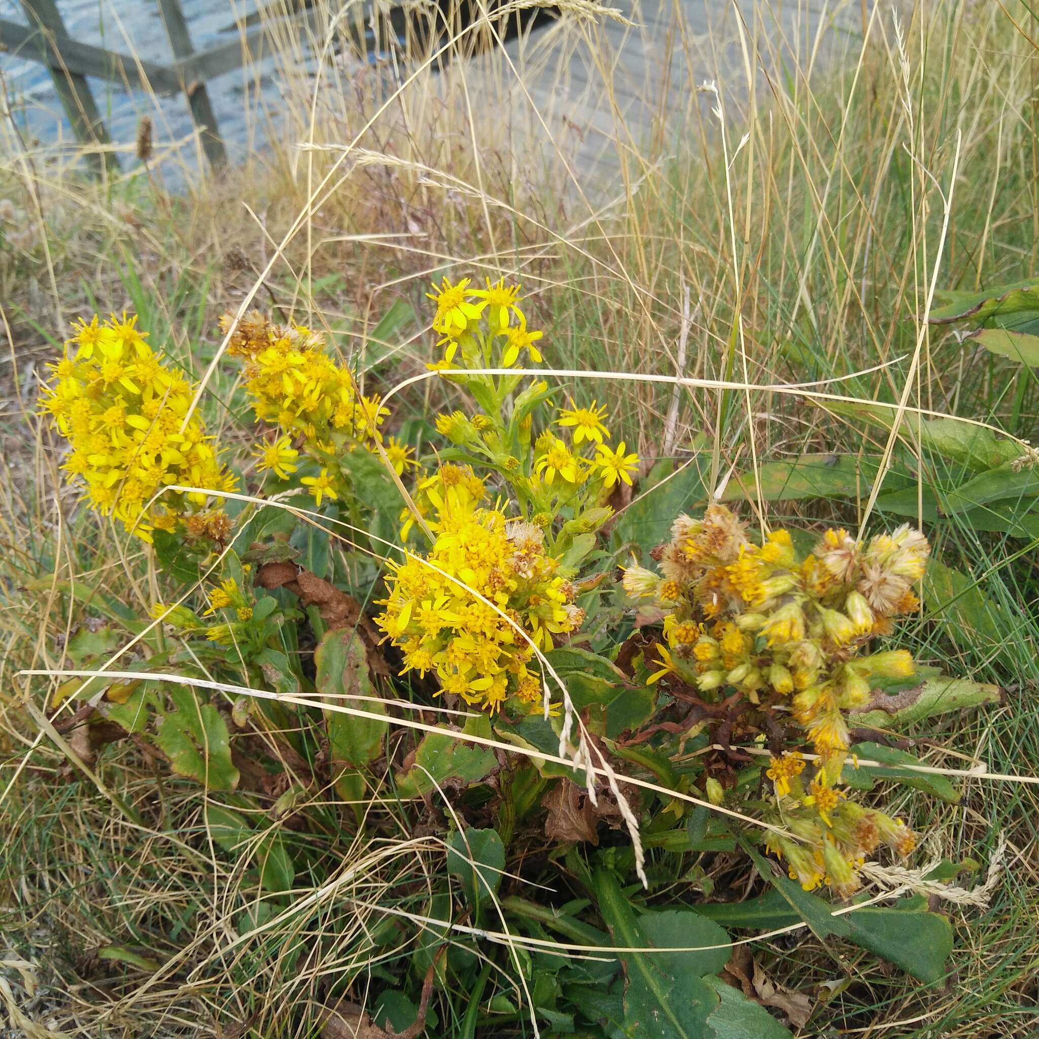 Plancia ëd Solidago virgaurea L.