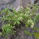 Image of Mikania urticifolia Hook. & Arn.