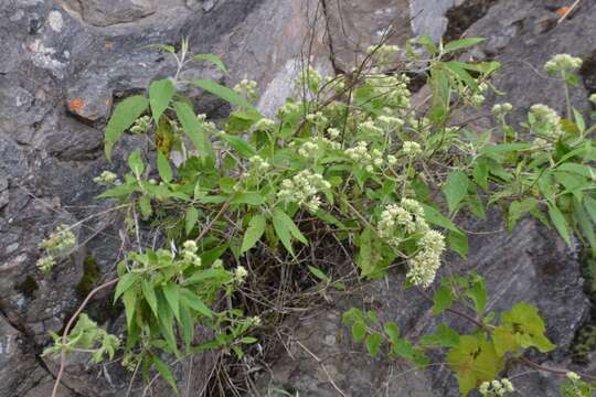 Imagem de Mikania urticifolia Hook. & Arn.