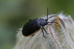 Image of Galeruca (Galeruca) rudis J. L. Le Conte 1857