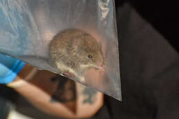 Image of Olive Grass Mouse