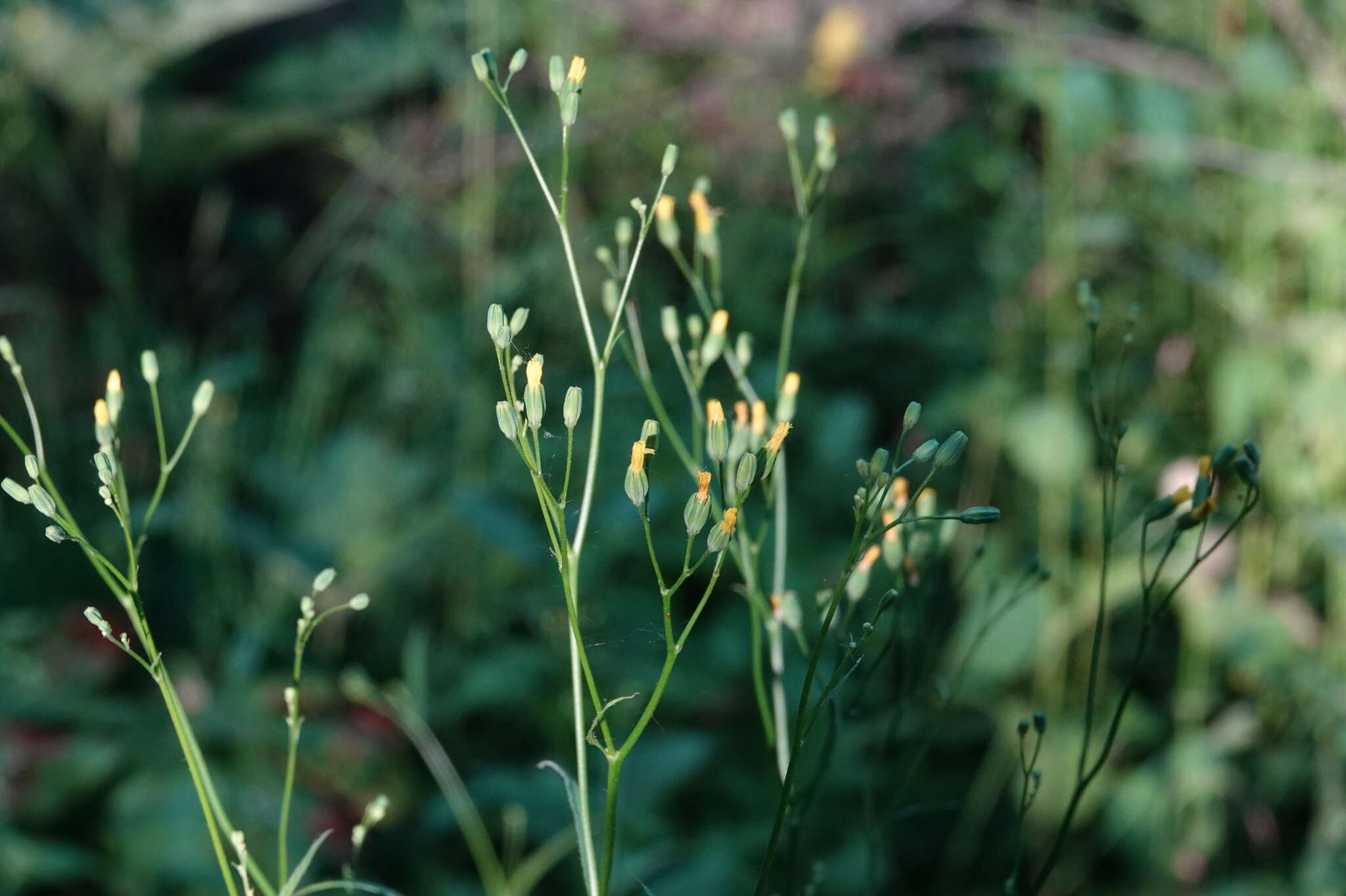 Image of Lapsana communis subsp. communis