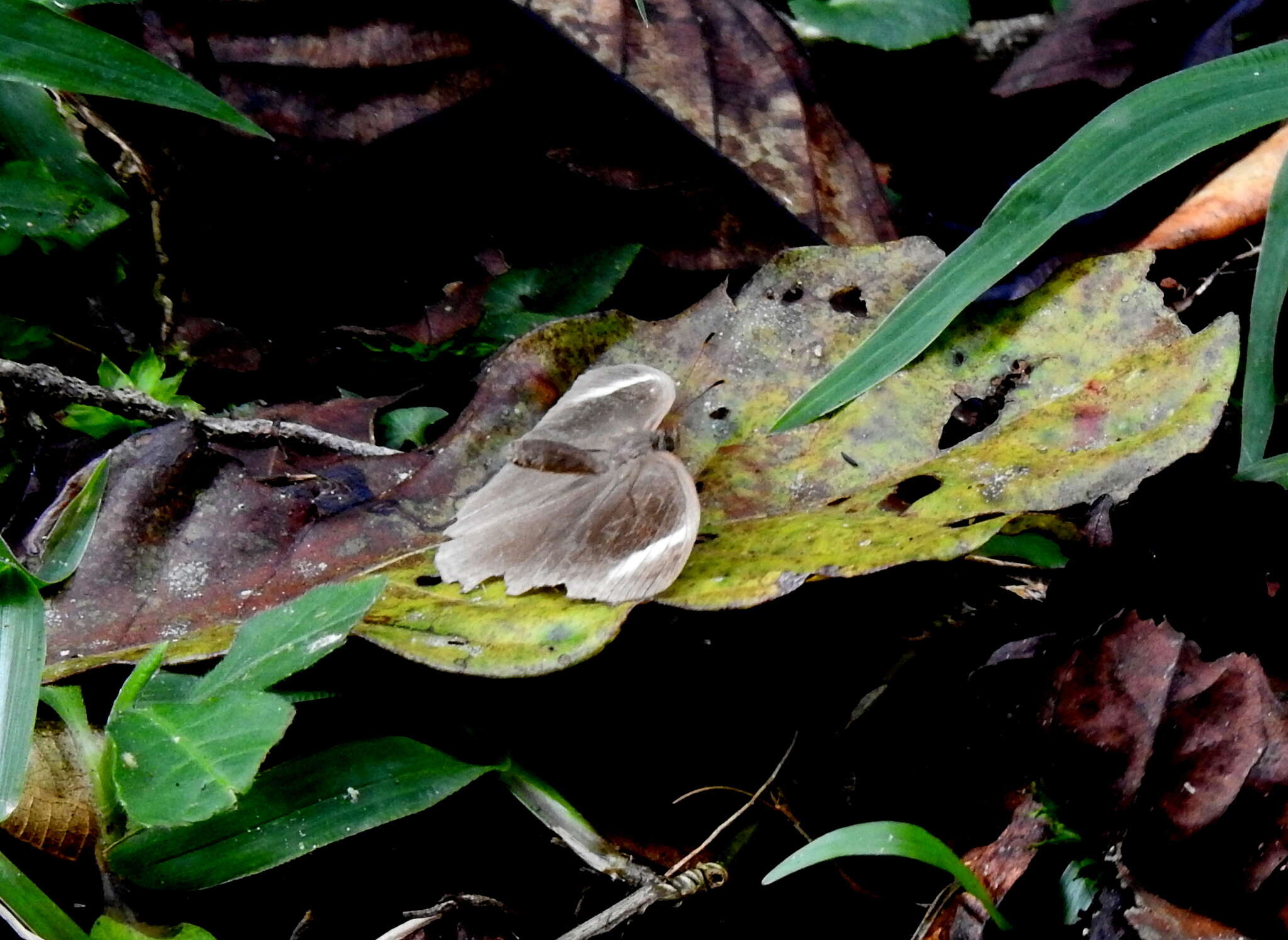 Image of Mycalesis anaxias Hewitson 1862