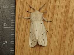 Image of white ermine