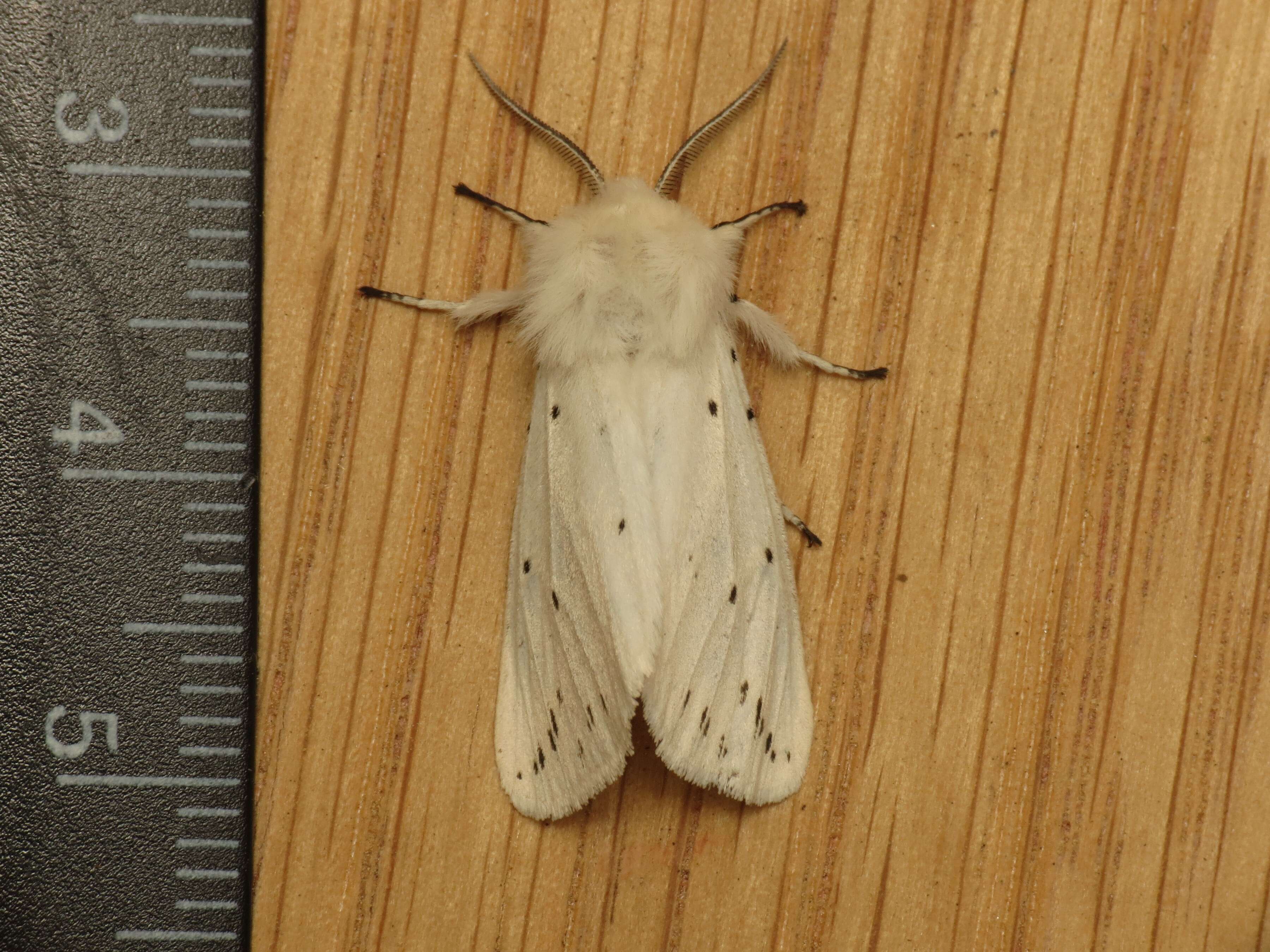 Image of white ermine