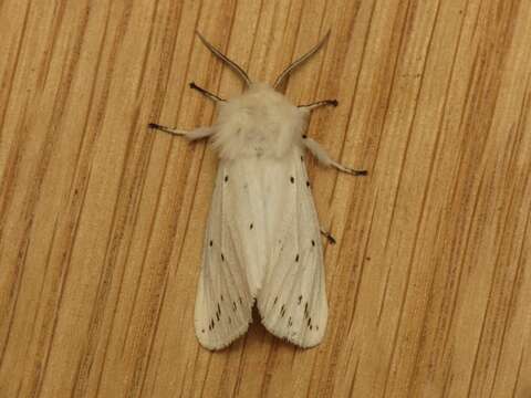 Image of white ermine